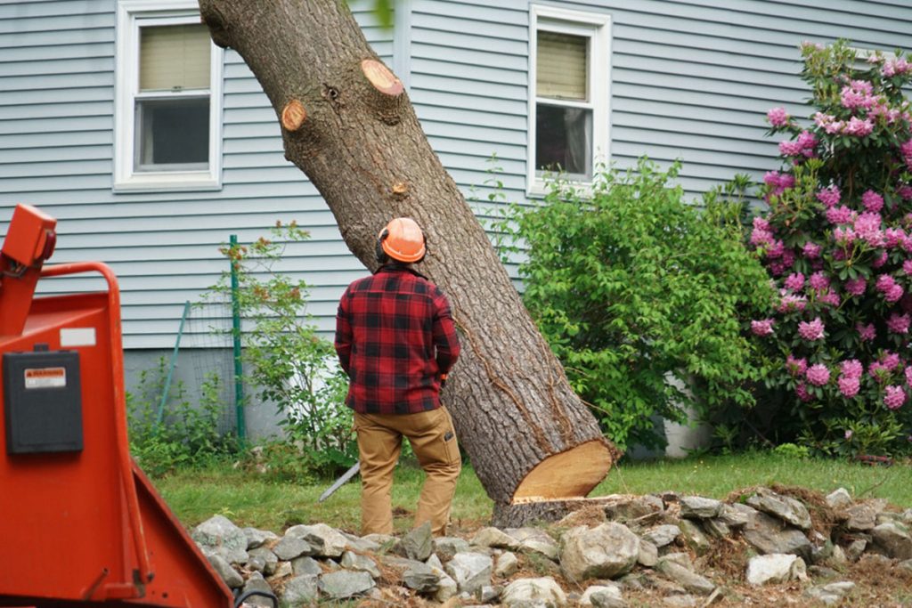 a man removing a mature tree